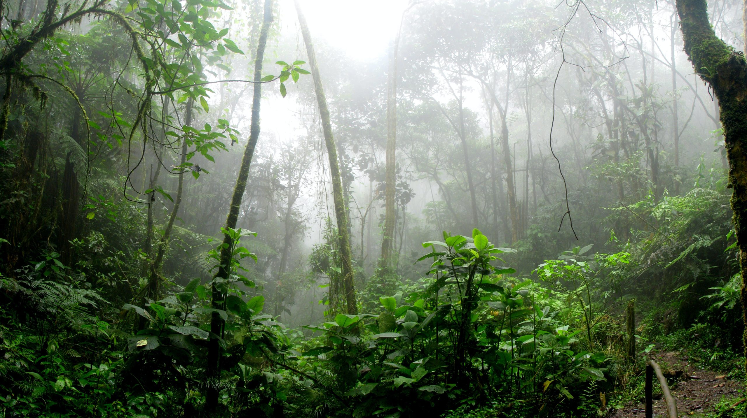 Breathtaking Rainforests across the Globe